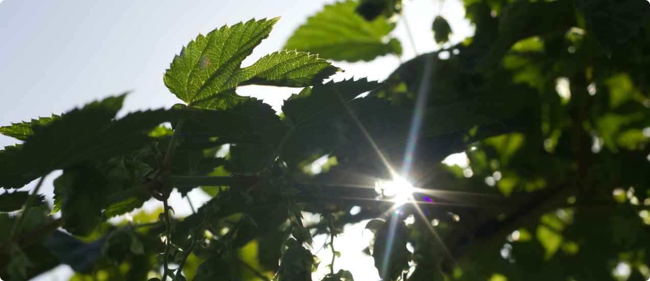 sustainability leaves